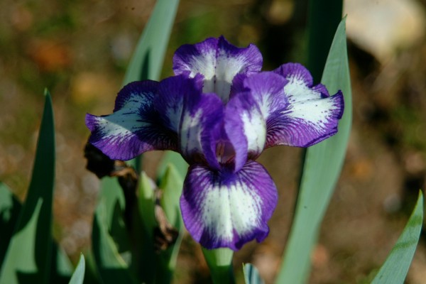 wf violets r blue